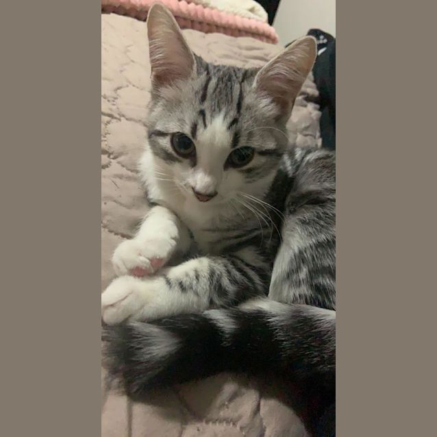 Photo of Rocky
