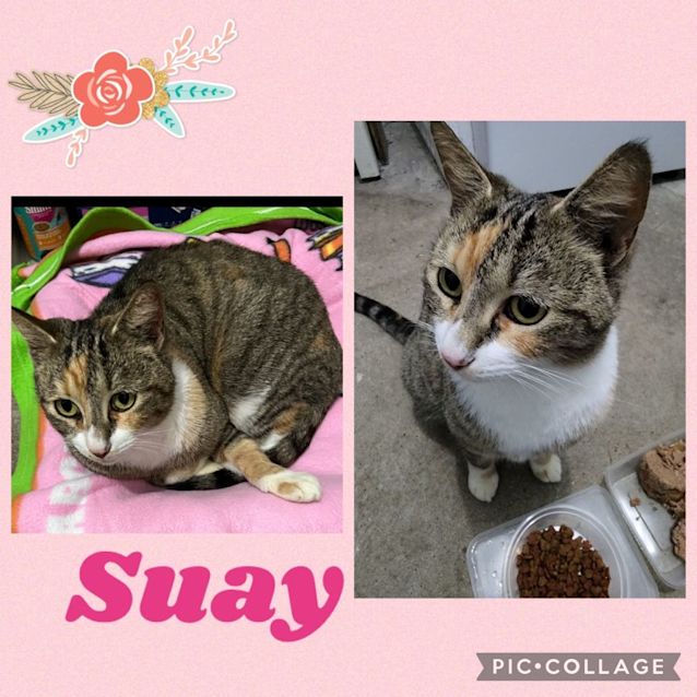 Photo of Suay