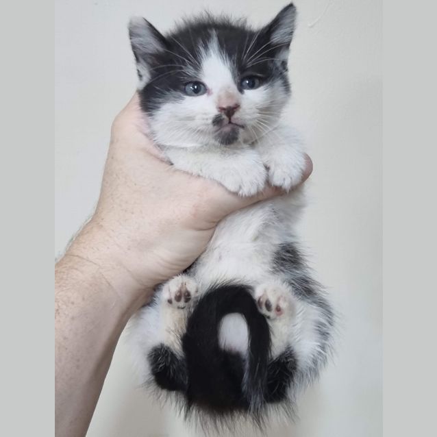 Photo of Figaro (Millie)