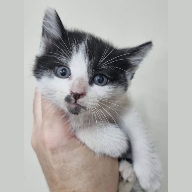 Photo of Figaro (Millie)