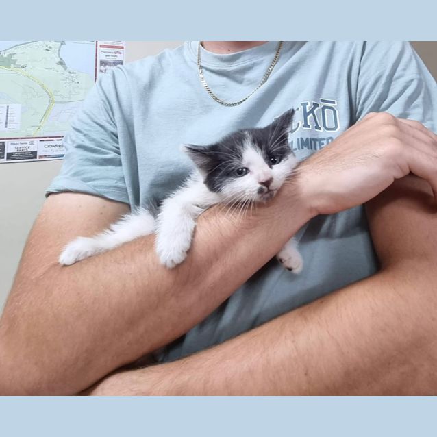 Photo of Figaro (Millie)