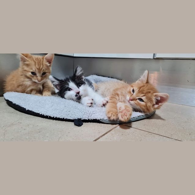 Photo of Figaro (Millie)