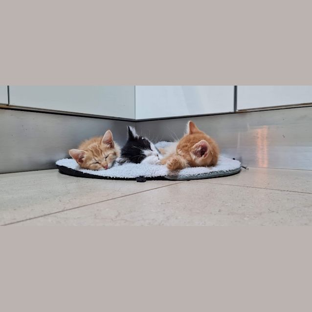 Photo of Figaro (Millie)