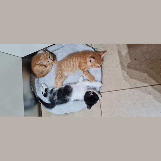 Photo of Figaro (Millie)