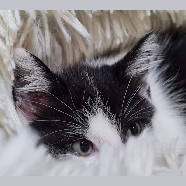 Photo of Figaro (Millie)