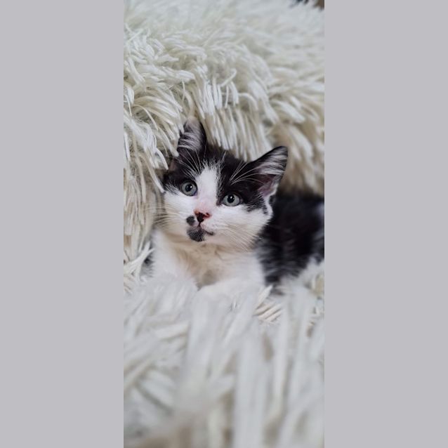 Photo of Figaro (Millie)