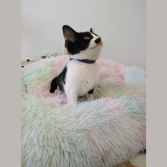 Photo of C1041 Polly