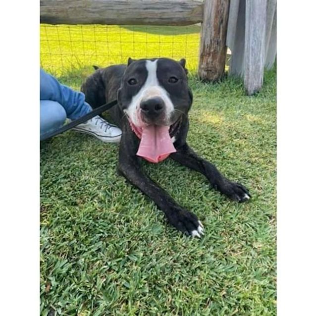 Photo of Zeus Dl2825