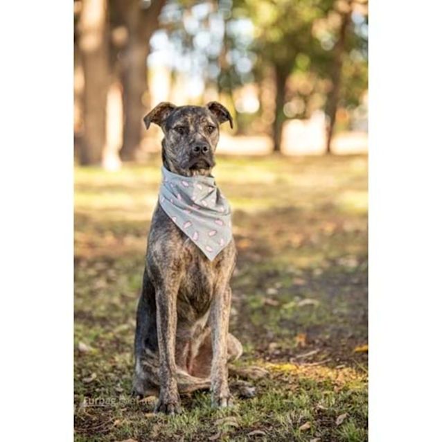 Photo of Nabu Dl2809