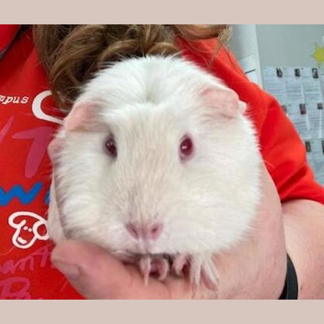 Photo of Petunia