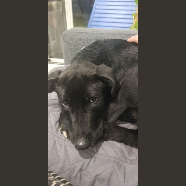 Photo of Bella ~ 8mo Labrador X (On Trial 16/7/22)