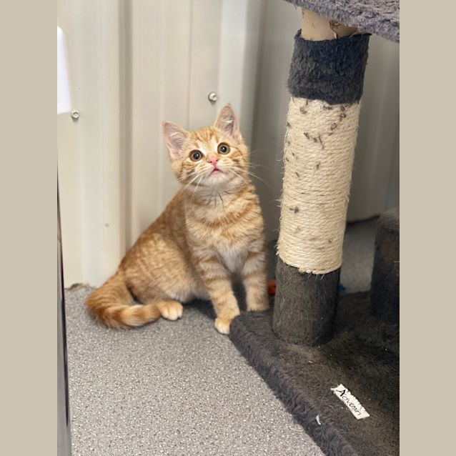 Photo of Cheddar