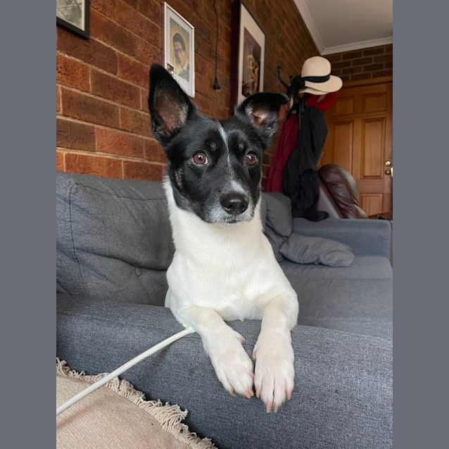 Photo of Bopple 