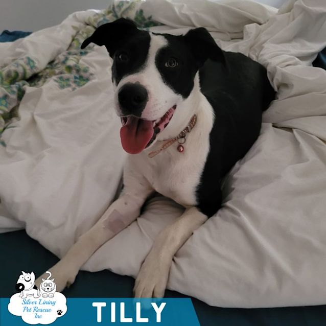 Photo of Tilly