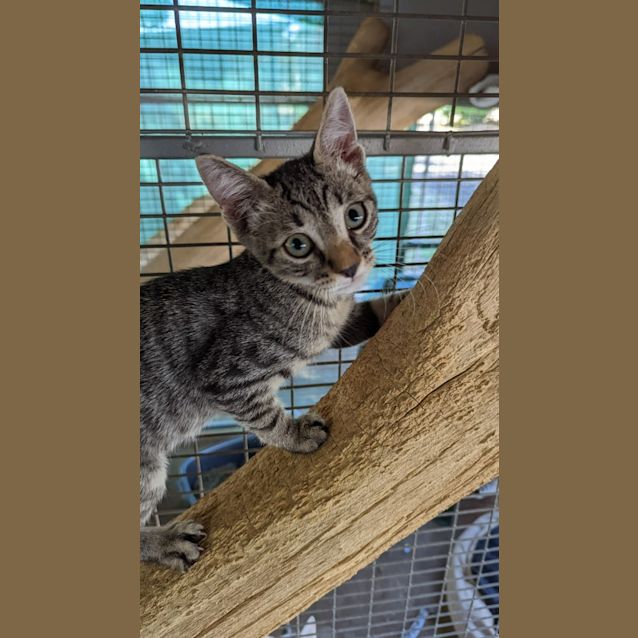 Photo of Banjo