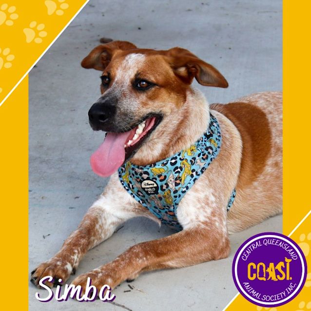 Photo of Simba