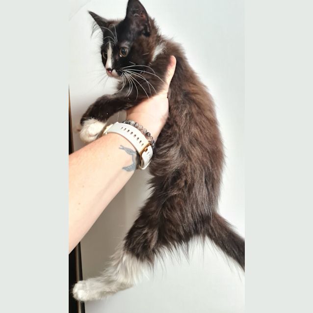 Photo of Pearl