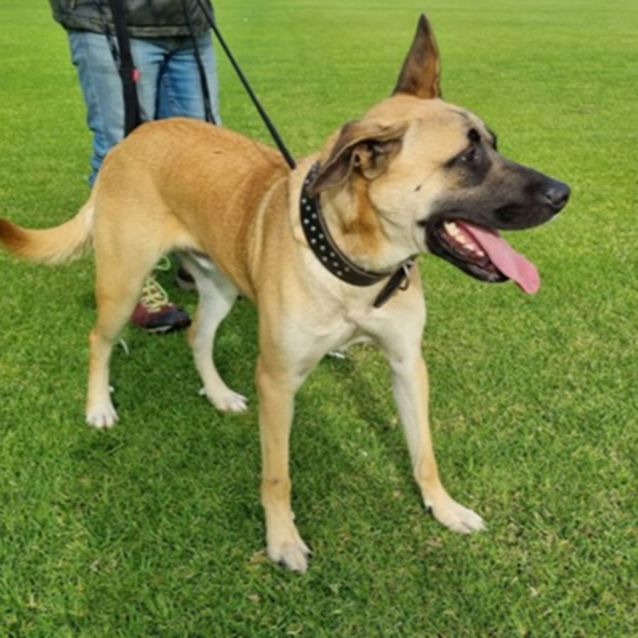 Photo of Kyson Dl2854