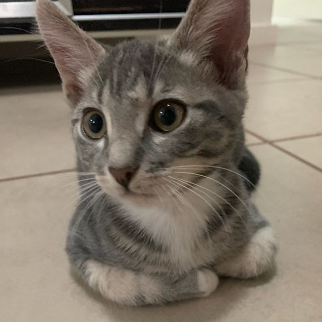 Photo of Ghost