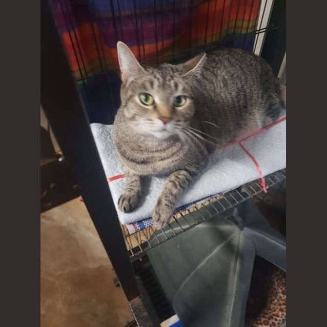 Photo of C1065 Ebony