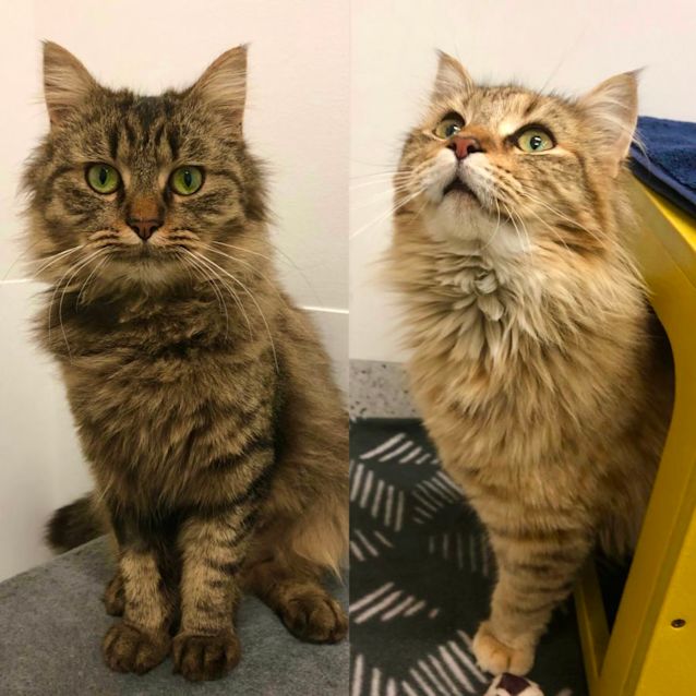 Photo of Simmi & Snowball