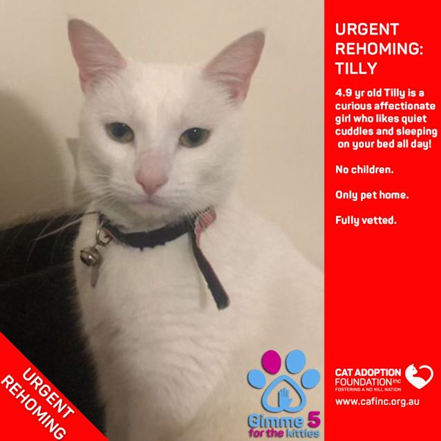 Photo of Tilly Private Rehoming No Charge!