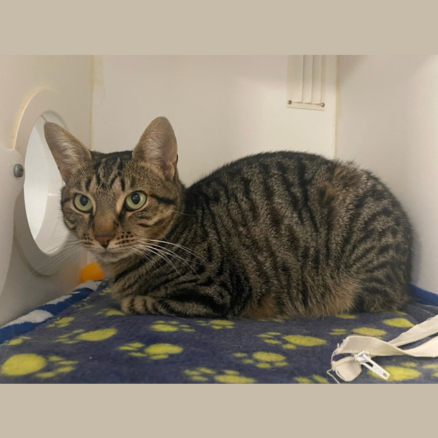 Photo of Clyde