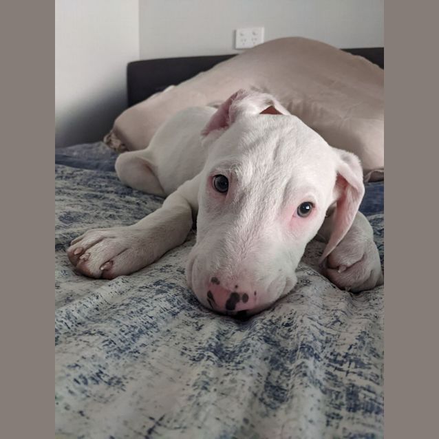 Photo of Jarvis
