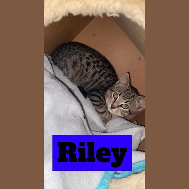 Photo of Riley