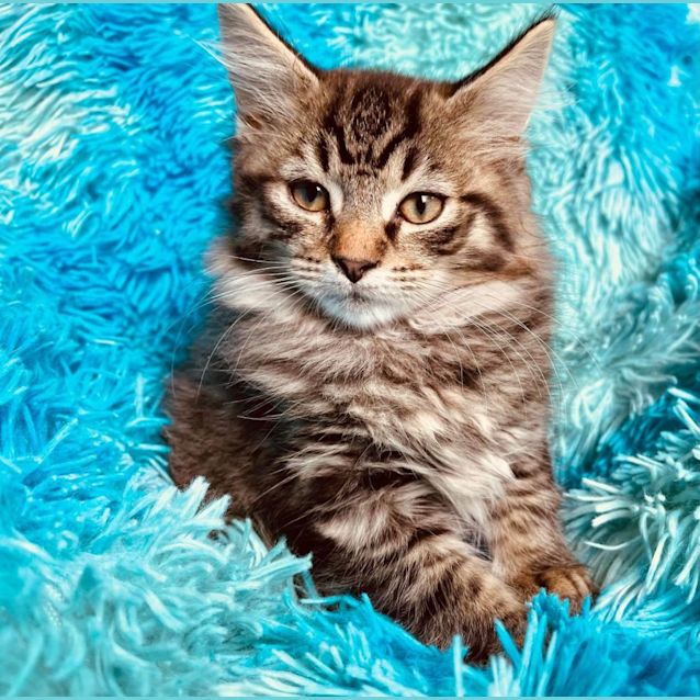 Photo of Maxwell   Located In Cranbourne