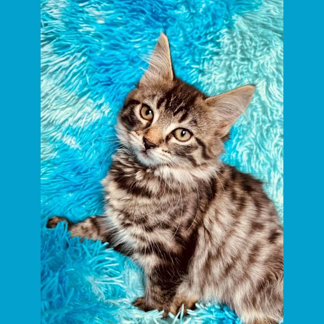 Photo of Melly   Located In Cranbourne