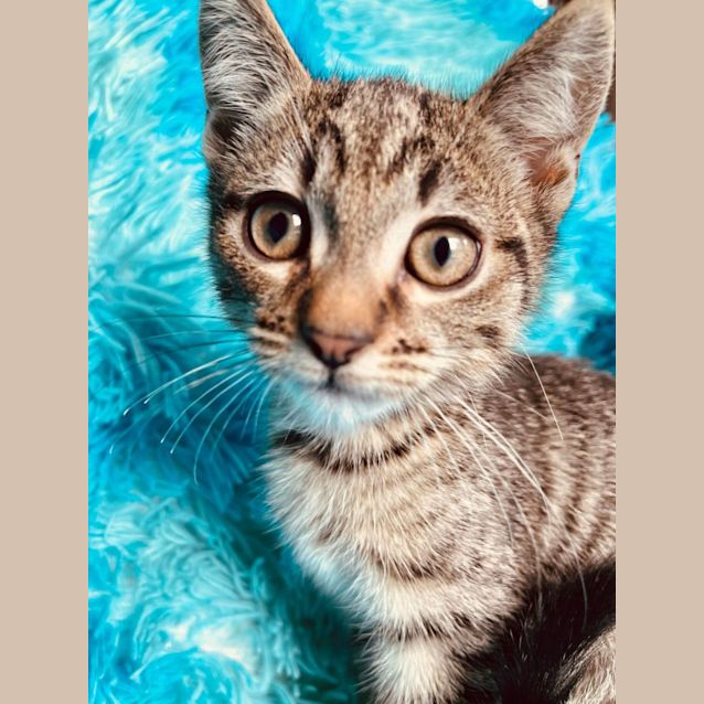 Photo of Moe   Located In Cranbourne