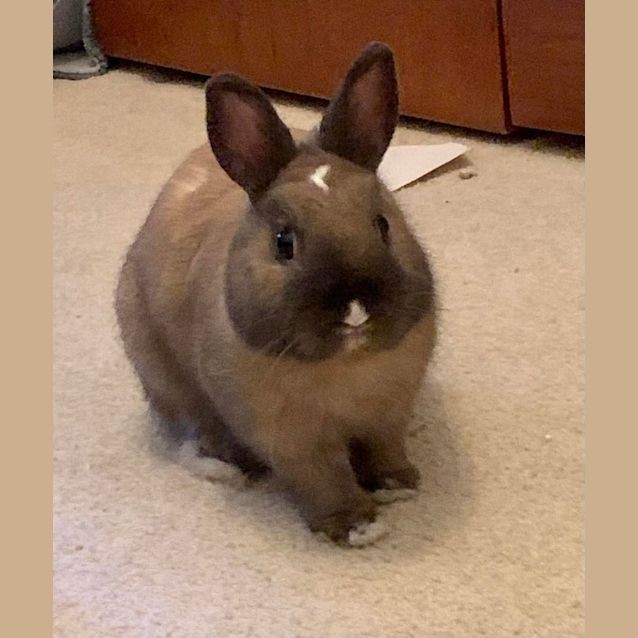 Photo of Teddy