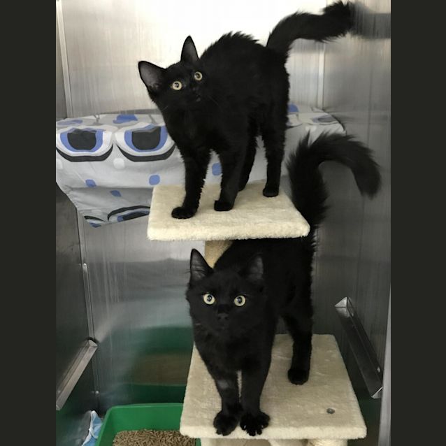 Photo of Salem
