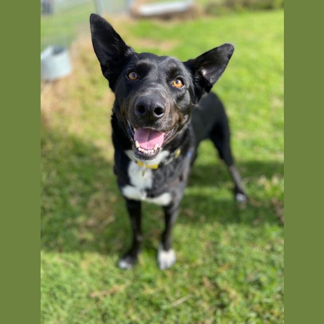 Photo of Cooper