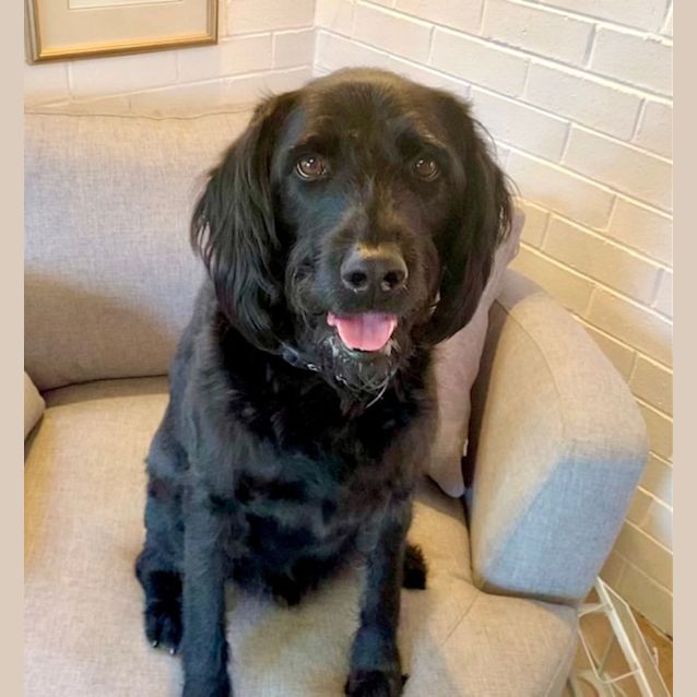 Photo of Jet ~ 4yr Old Labradoodle(on Trial 2/7/22)