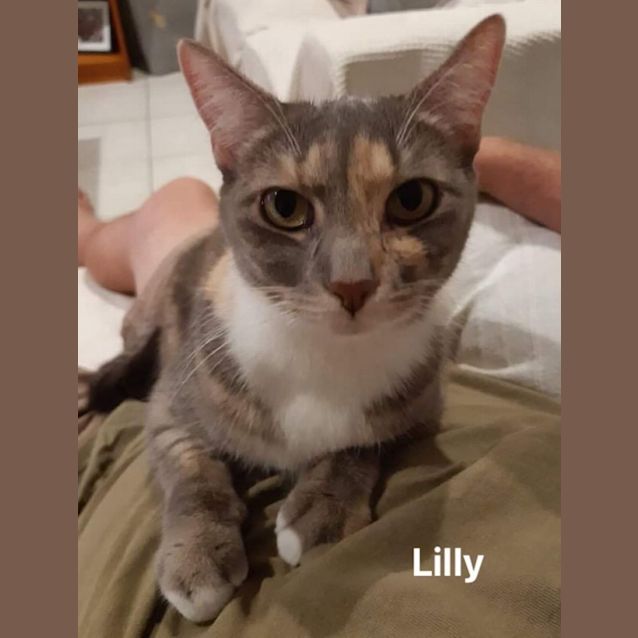 Photo of Lilly 
