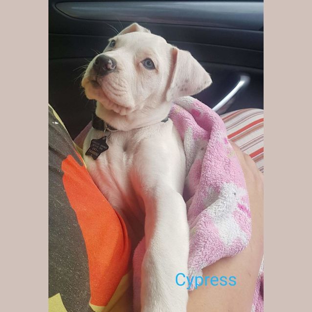 Photo of Cypress