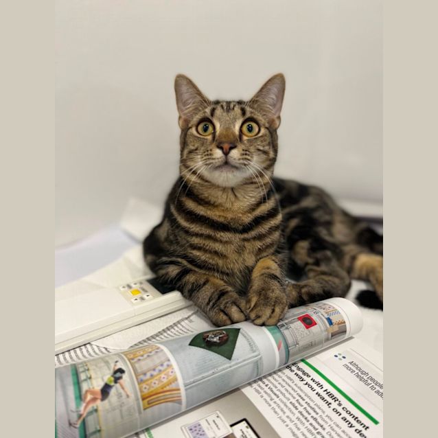 Photo of Pepper And Thomas 