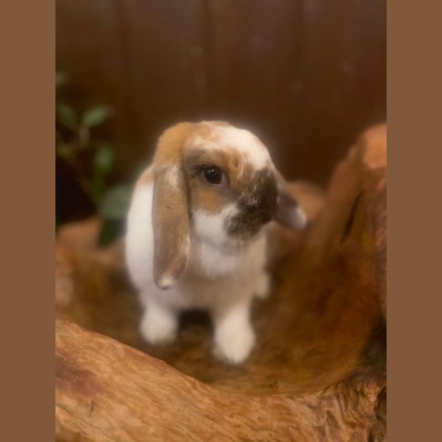 Photo of Annie
