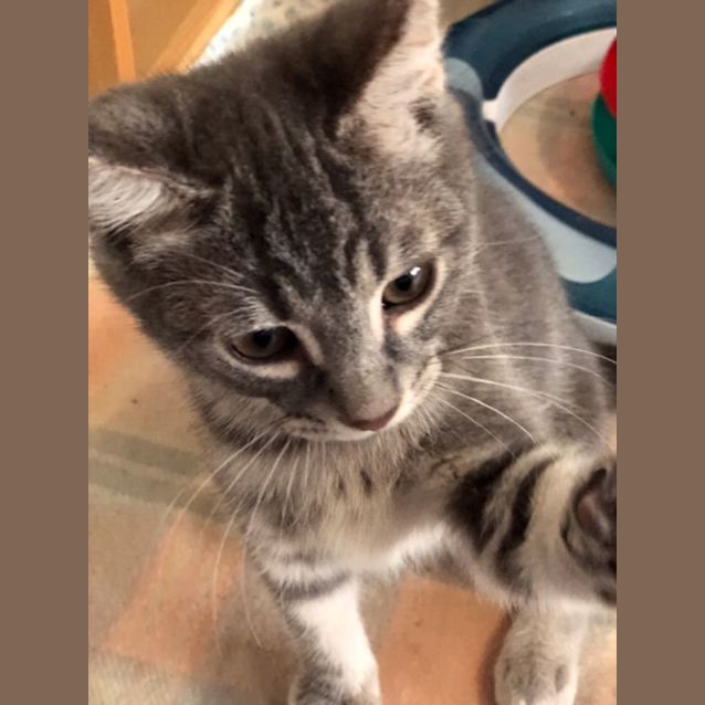 Photo of Tyson   Located At Preston