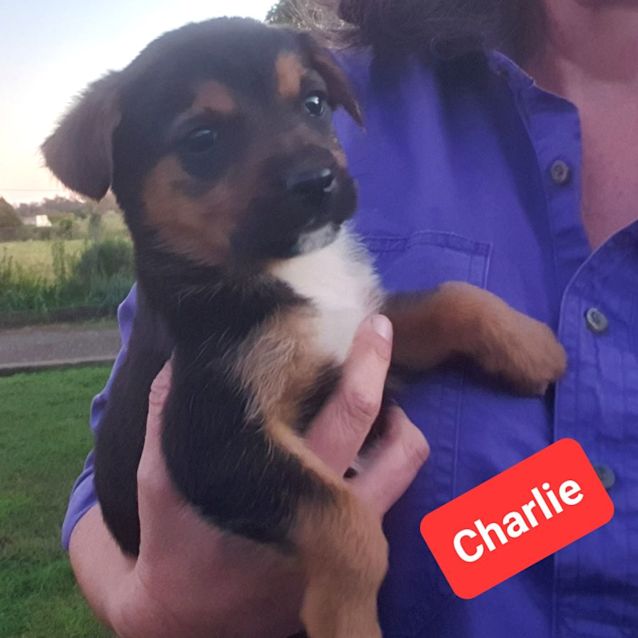 Photo of Charlie