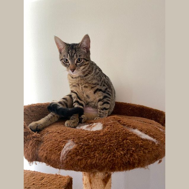 Photo of Squeak