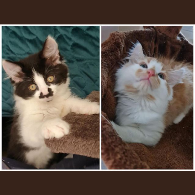 Photo of Cheesecake & Hokey Pokey