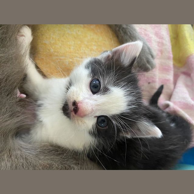 Photo of Peanut Butter & Truffle