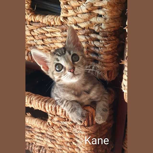 Photo of Kane