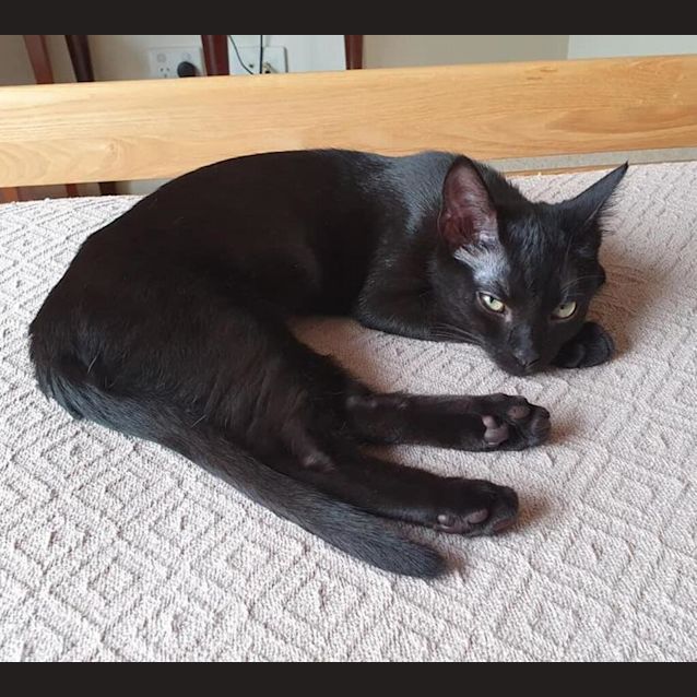 Photo of Bella