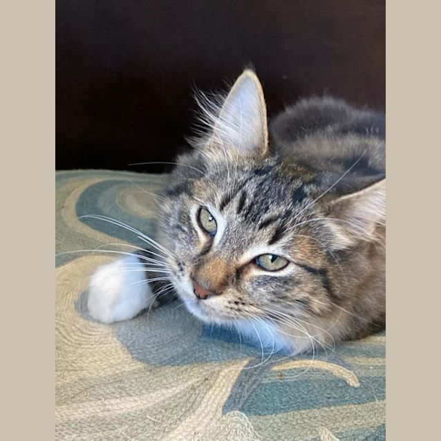 Photo of Tibbles