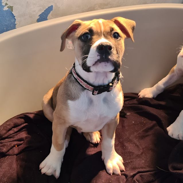 Photo of Enzo