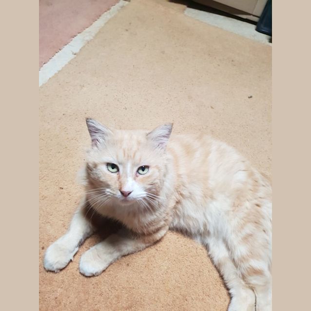 Photo of C1064 Ginger Megs